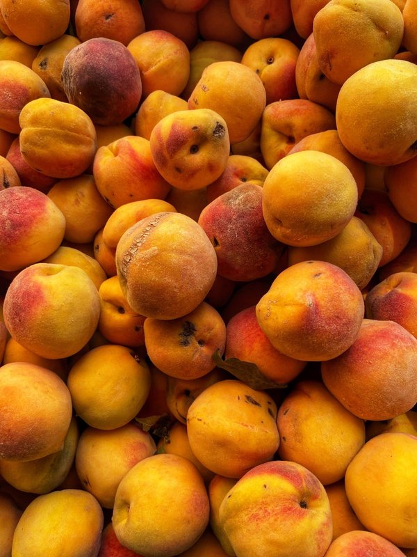 Quelles sont les options pour un voyage de pêche à la mouche dans les fjords norvégiens ?